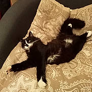 Kissie a rejoint le concours — aidez-le/la à gagner de superbes lots ! cat, black_and_white, fluffy, cushion, sofa, stretching, relaxed, indoor, pet, feline, whiskers, paw, tail, patterned, resting, fur, sleepy, home, comfort, cozy