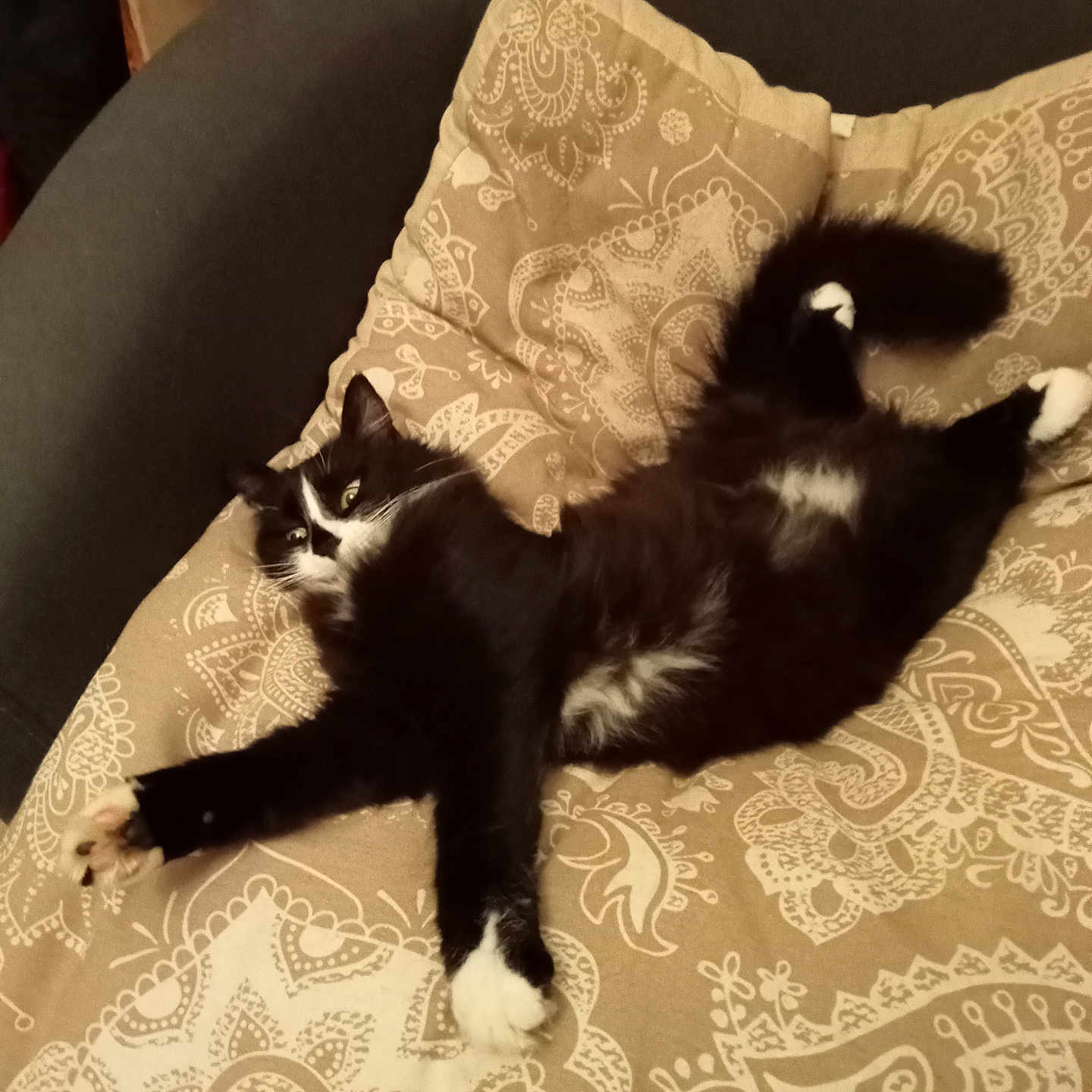 Kissie a rejoint le concours — aidez-le/la à gagner de superbes lots ! black_and_white, cat, comfort, cozy, cushion, feline, fluffy, fur, home, indoor, patterned, paw, pet, relaxed, resting, sleepy, sofa, stretching, tail, whiskers