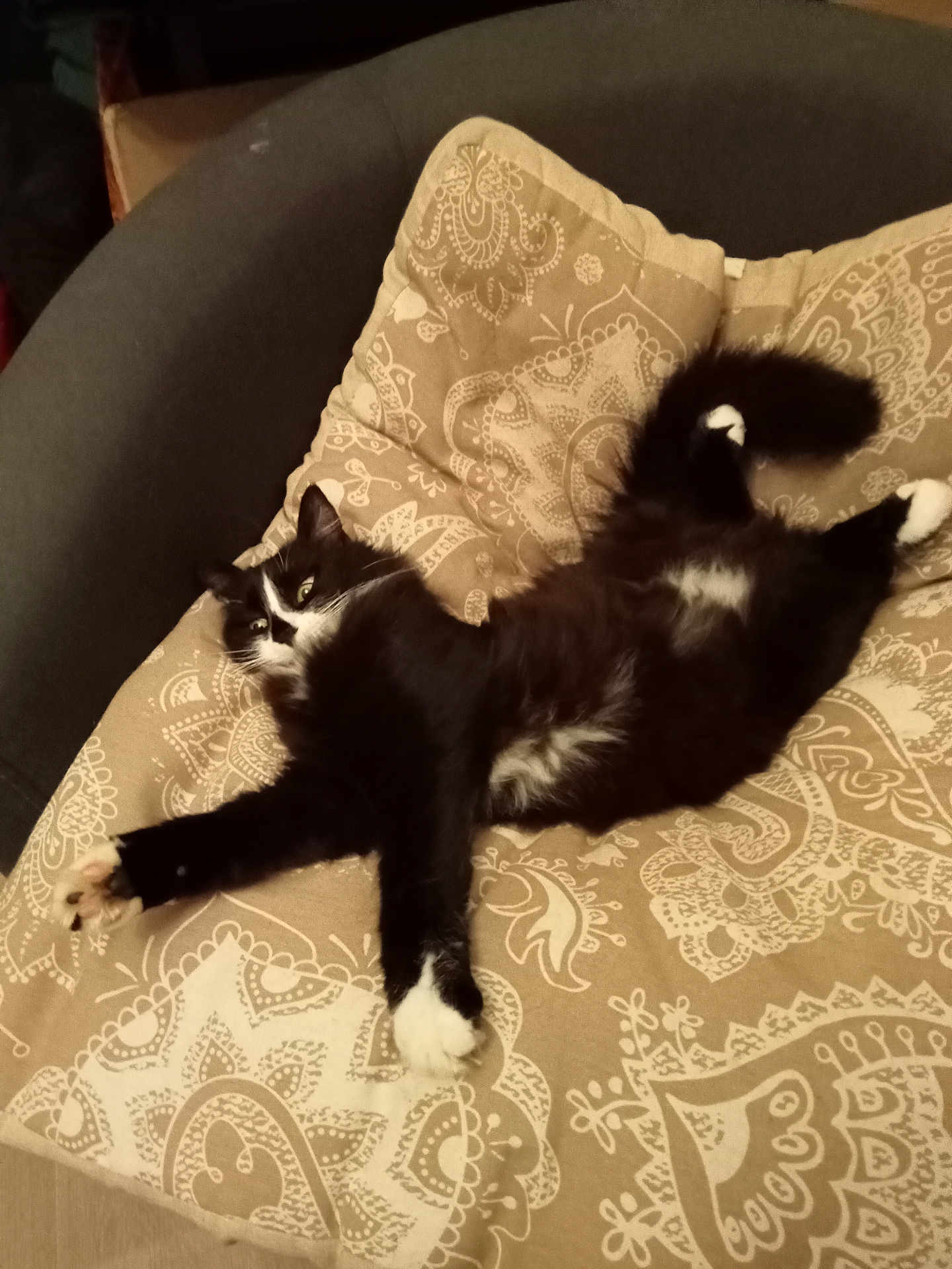 Kissie a rejoint le concours — aidez-le/la à gagner de superbes lots ! cat, black_and_white, fluffy, cushion, sofa, stretching, relaxed, indoor, pet, feline, whiskers, paw, tail, patterned, resting, fur, sleepy, home, comfort, cozy