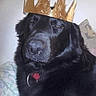 Fidéle participe au concours pour gagner de l'argent avec cette photo : dog, black_dog, crown, paper_crown, pet, animal, indoor, blanket, canine, portrait, fur, face, collar, resting, looking_at_camera, domestic_animal, headwear, cute, mammal, companion