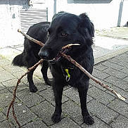 Fidéle a rejoint le concours — aidez-le/la à gagner de superbes lots ! dog, black_dog, stick, sidewalk, pavement, outdoor, pet, animal, playful, canine, fur, collar, street, building, window, shutter, daylight, shadow, curious, standing