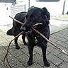 dog, black_dog, stick, sidewalk, pavement, outdoor, pet, animal, playful, canine, fur, collar, street, building, window, shutter, daylight, shadow, curious, standing