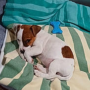 Ayko participe au concours pour gagner de l'argent avec cette photo : puppy, dog, pet, animal, sleeping, blanket, striped, toy, blue_bone_toy, brown_and_white, cute, cozy, indoor, floor, resting, fur, small_dog, laying_down, relaxed, domestic_animal