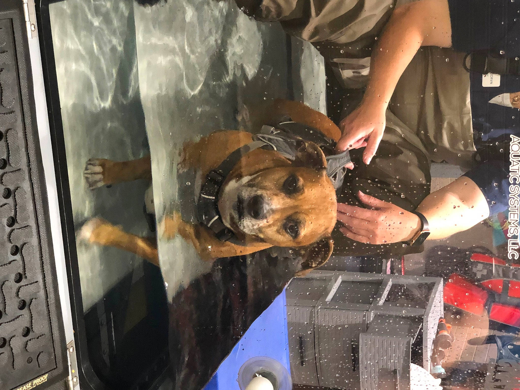 Puck joined the competition — help win amazing prizes! auto_part, automobile_repair_shop, carnivore, dog, dog_breed, engineering, glass, human_leg, machine, mechanic, metal, motor_vehicle, service, snout, sporting_group, thigh, window