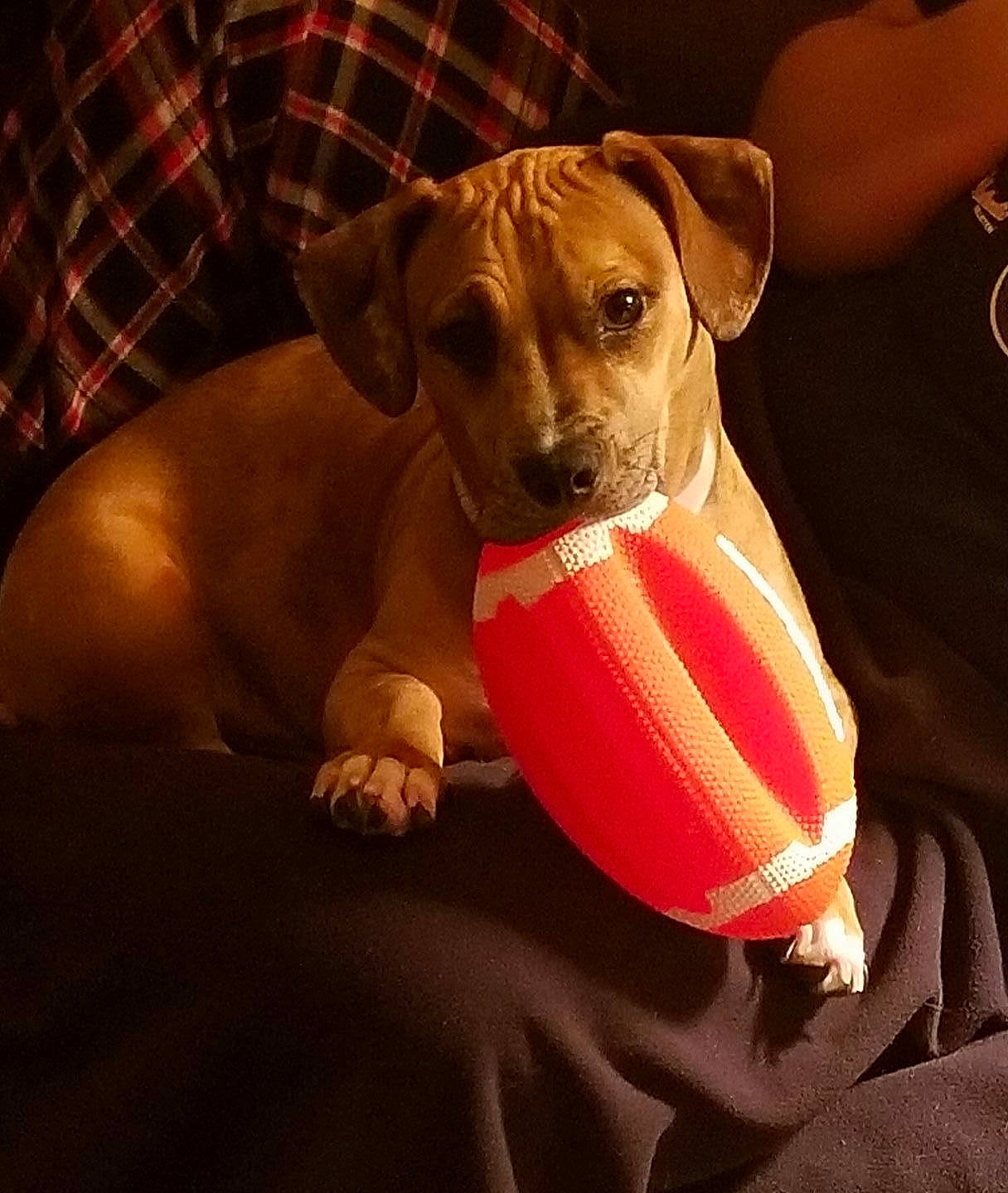 Puck is registered to the contest to win money with this photo: carnivore, collar, comfort, companion_dog, dog, dog_bed, dog_breed, dog_clothes, dog_collar, dog_supply, fawn, lifejacket, linens, liver, paw, personal_protective_equipment, tartan, toy, toy_dog, working_animal