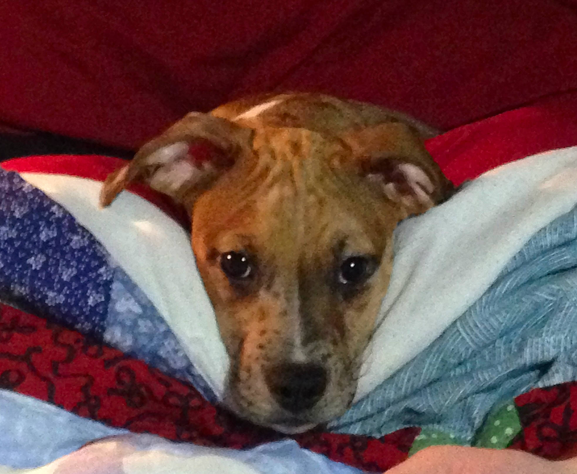 Puck is registered to the contest to win money with this photo: canidae, carnivore, collar, comfort, companion_dog, dog, dog_breed, dog_clothes, dog_supply, ear, fawn, head, linens, non_sporting_group, snout, sporting_group, terrestrial_animal, terrier, whiskers, working_animal