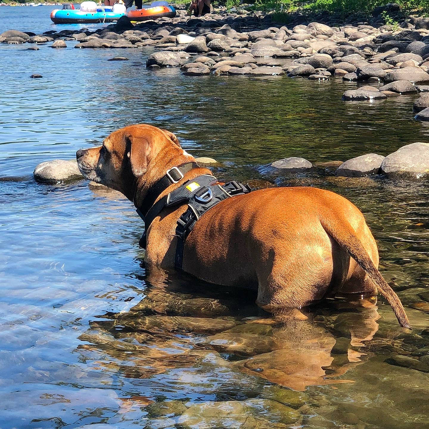Puck joined the competition — help win amazing prizes! canidae, carnivore, collar, companion_dog, dog, dog_breed, dog_collar, dog_supply, fawn, guard_dog, lake, leash, liver, pet_supply, plant, sporting_group, tail, water, working_animal, working_dog