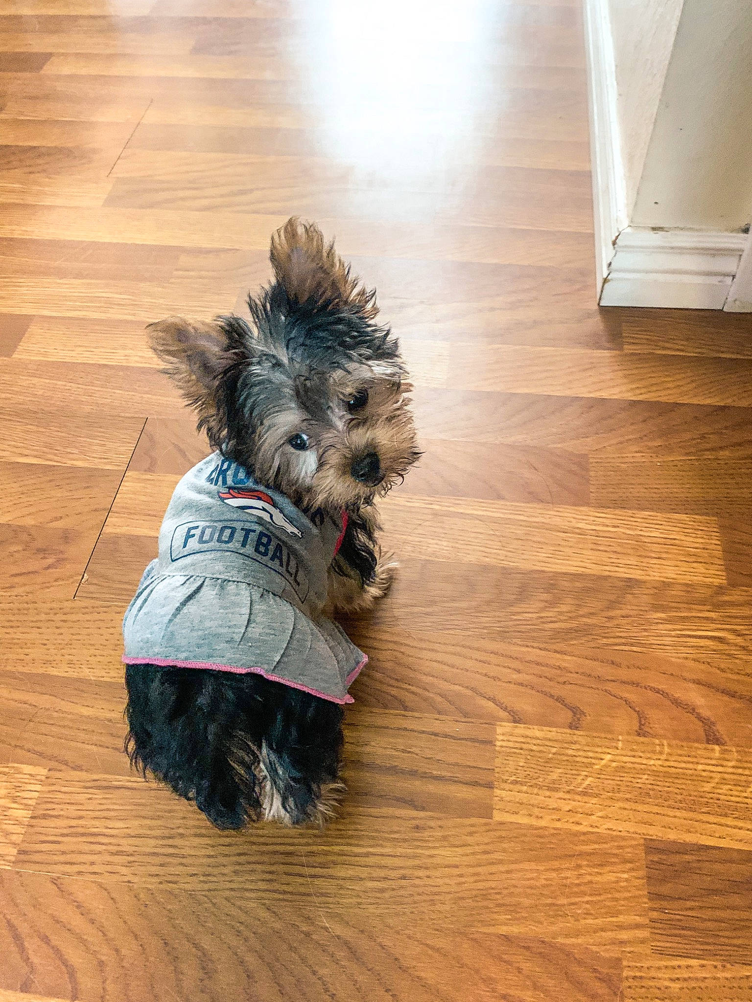 Princess Skyye joined the competition — help win amazing prizes! carnivore, companion_dog, dog, dog_breed, felidae, floor, flooring, hardwood, laminate_flooring, plank, small_terrier, snout, tail, terrier, toy_dog, whiskers, wood, wood_flooring, wood_stain, working_animal