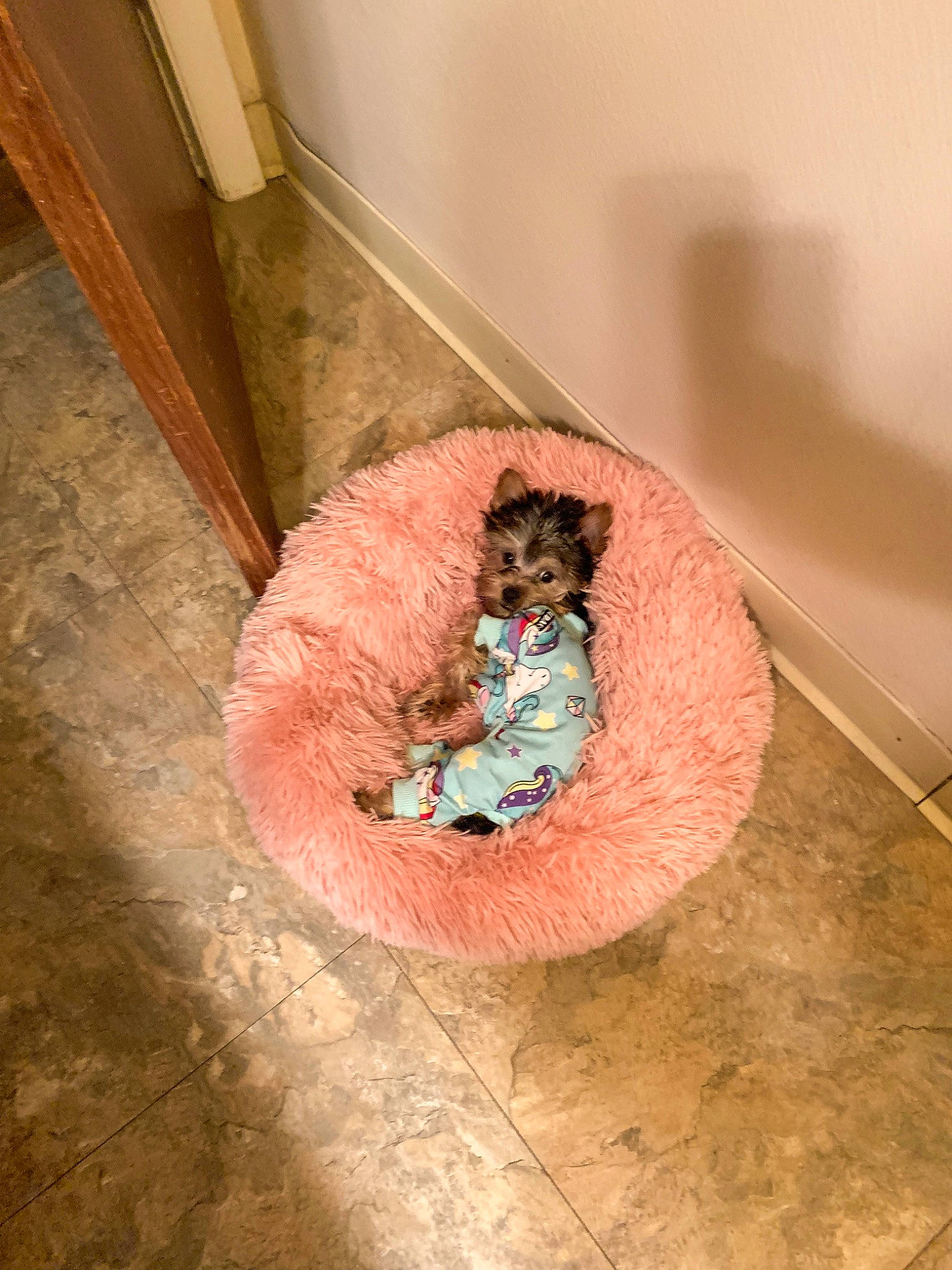 Princess Skyye is registered to the contest to win money with this photo: art, circle, flooring, hardwood, magenta, room, stuffed_toy, teddy_bear, toy, visual_arts, wood