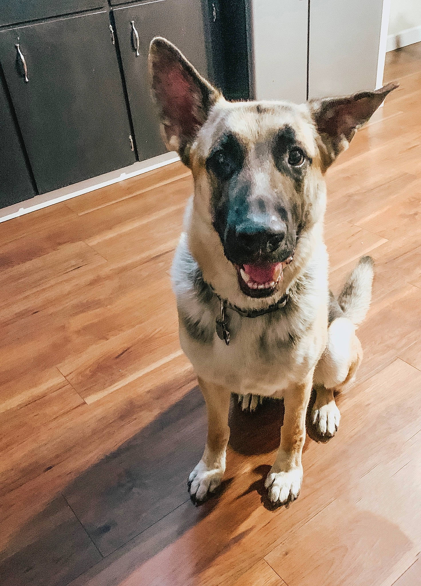 Diego is registered to the contest to win money with this photo: carnivore, collar, companion_dog, dog, dog_breed, dog_collar, dog_supply, door, fawn, floor, flooring, german_shepherd_dog, hardwood, laminate_flooring, plank, snout, varnish, whiskers, wood, wood_stain