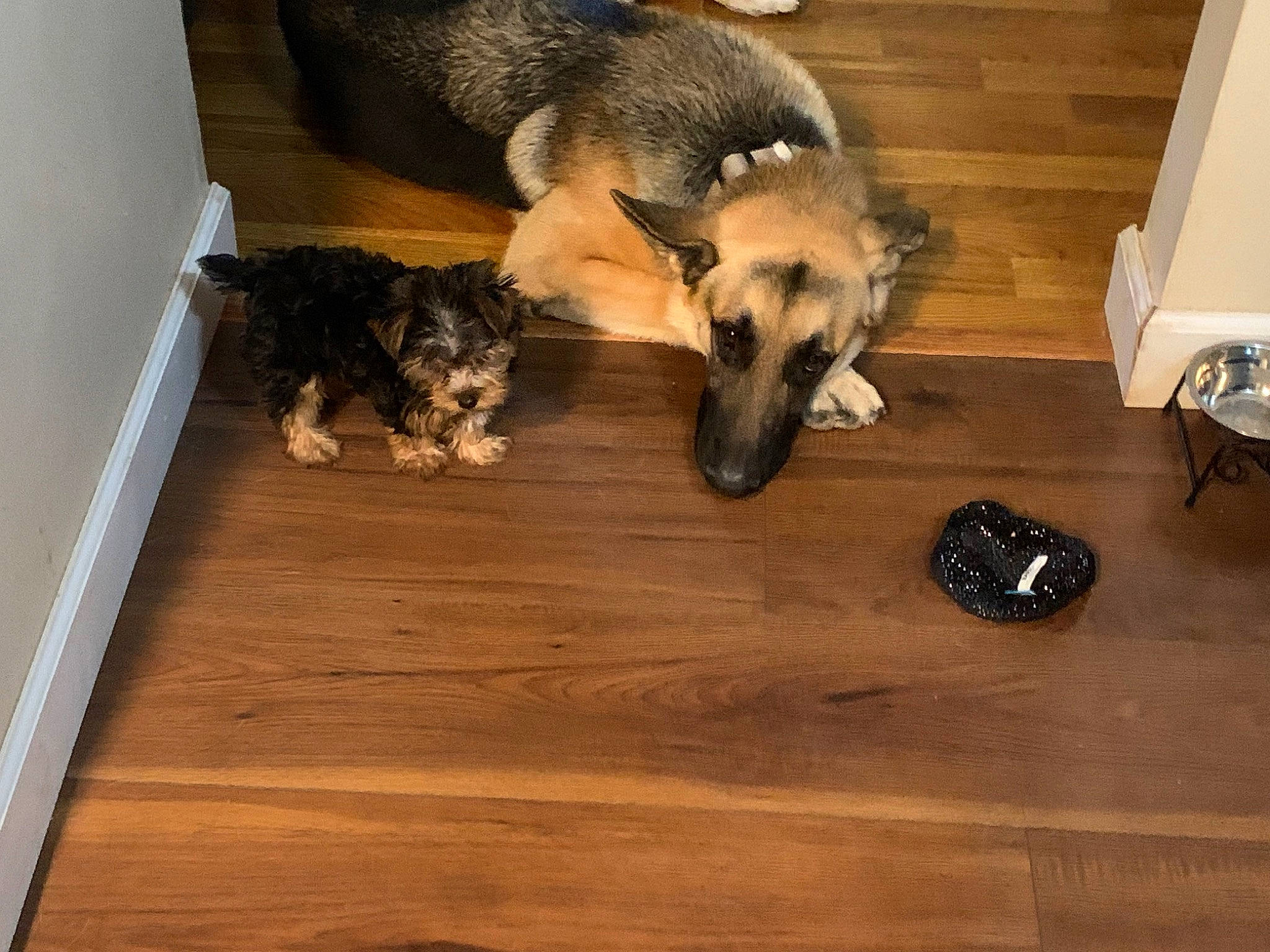 Diego is registered to the contest to win money with this photo: carnivore, companion_dog, dog, dog_breed, fawn, floor, flooring, fur, hardwood, laminate_flooring, paw, plank, plywood, room, snout, tail, varnish, wood, wood_flooring, wood_stain