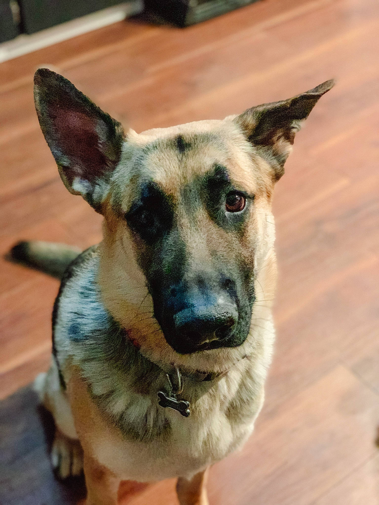 Diego is registered to the contest to win money with this photo: carnivore, collar, companion_dog, dog, dog_breed, dog_collar, dog_supply, fawn, fur, german_shepherd_dog, hardwood, herding_dog, plant, snout, sporting_group, terrestrial_animal, whiskers, wood, working_animal, working_dog