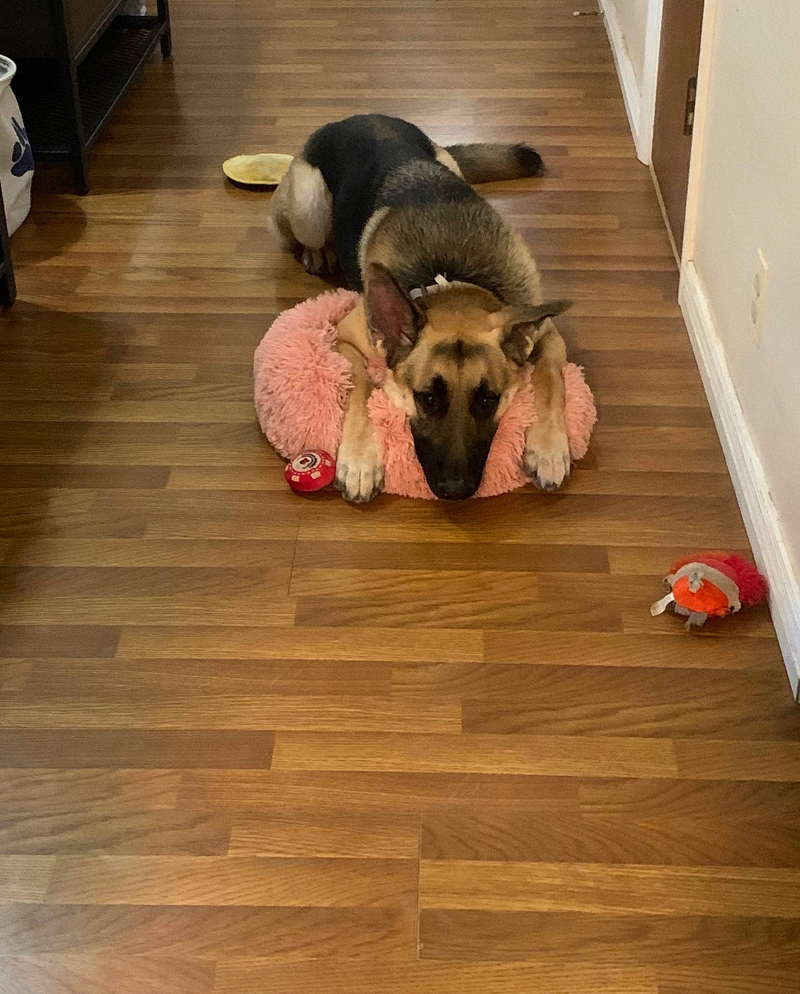 Diego joined the competition — help win amazing prizes! comfort, companion_dog, dog, dog_bed, dog_breed, dog_supply, fawn, floor, flooring, hardwood, laminate_flooring, plank, snout, tail, toy, varnish, wood, wood_flooring, wood_stain, working_animal