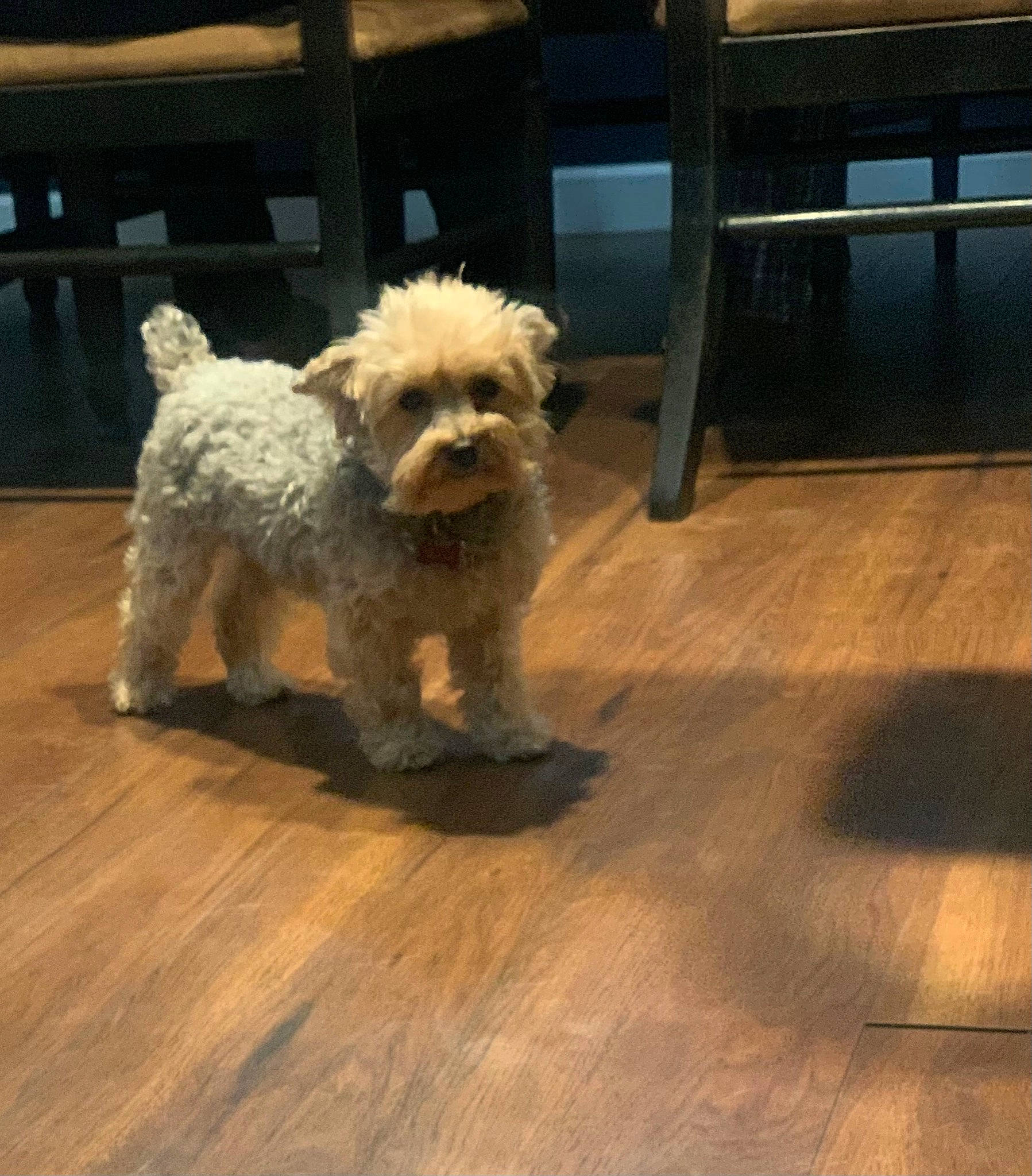 Rico is registered to the contest to win money with this photo: canidae, carnivore, companion_dog, dog, dog_breed, fawn, floor, flooring, fur, hardwood, laminate_flooring, small_terrier, snout, sporting_group, terrier, toy_dog, wood, wood_flooring, wood_stain, working_animal