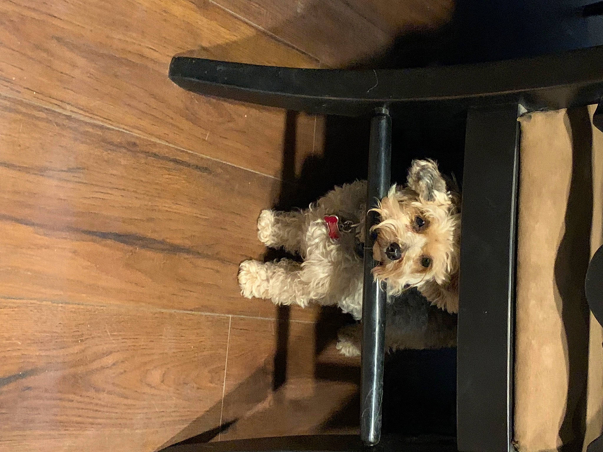 Rico joined the competition — help win amazing prizes! carnivore, companion_dog, dog, dog_breed, fashion_accessory, fawn, flooring, fur, hardwood, linens, pet_supply, plank, plywood, room, sporting_group, toy_dog, varnish, wood, wood_flooring, wood_stain