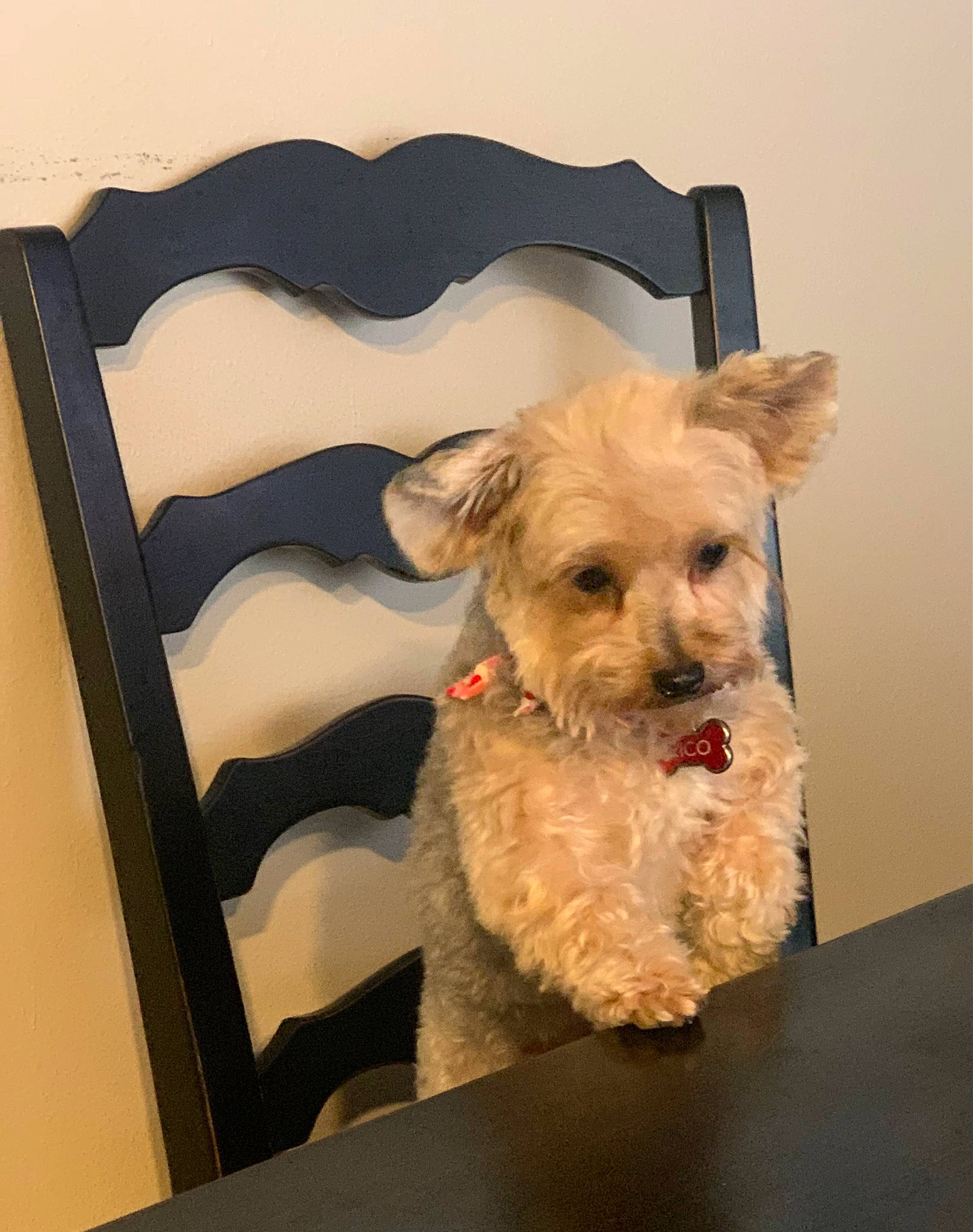 Rico joined the competition — help win amazing prizes! canidae, carnivore, collar, companion_dog, dog, dog_breed, dog_collar, dog_supply, fawn, fur, irish_terrier, pet_supply, rectangle, small_terrier, snout, sporting_group, table, terrier, toy_dog, working_animal