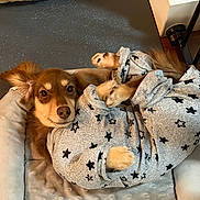 Lemon is registered to the contest to win money with this photo: dog, puppy, pet, bed, blanket, sweater, stars_pattern, paws, brown_fur, looking_at_camera, cute, cozy, indoor, pet_bed, fabric, ears, snout, nostrils, portrait, relaxed