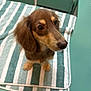 Lemon is registered to the contest to win money with this photo: dog, dachshund, puppy, long_hair, brown_coat, striped_towel, towel, teal_table, indoor, portrait, close_up, paws, nose, eyes, ears, looking_up, pet, cute, veterinary_table, small_dog
