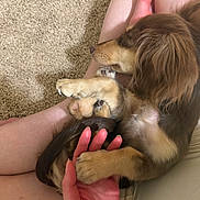 Lemon is registered to the contest to win money with this photo: dog, puppy, dachshund, hand, human_hand, paw, paws, fur, brown_fur, lap, legs, carpet, indoor, sleeping, cute, cozy, pet, close_up, nail, snout