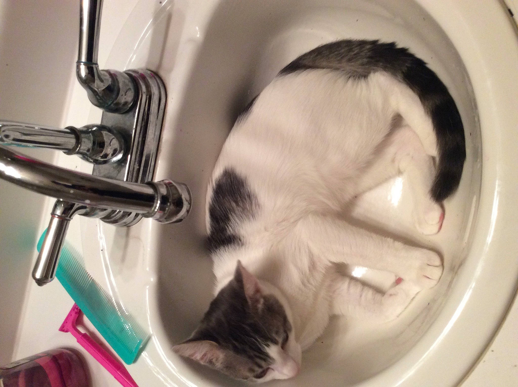 Monty is registered to the contest to win money with this photo: carnivore, cat, cat_supply, clothes_dryer, comfort, domestic_short_haired_cat, felidae, fur, mammal, pet_supply, plumbing, plumbing_fixture, sink, small_to_medium_sized_cats, snapshot, tap, vertebrate, washing_machine, whiskers, white