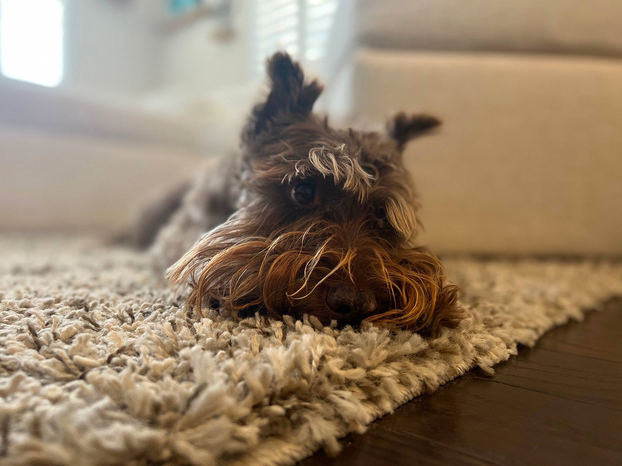 Blake is registered to the contest to win money with this photo: canidae, carnivore, comfort, companion_dog, dog, dog_breed, fawn, flooring, fur, hardwood, liver, non_sporting_group, small_terrier, snout, sporting_group, tail, terrier, toy_dog, wood, working_animal