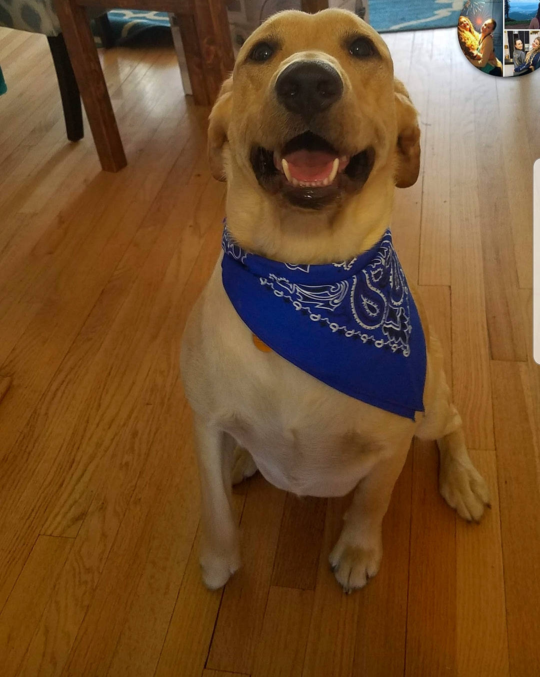 Sunny joined the competition — help win amazing prizes! canidae, carnivore, companion_dog, dog, dog_breed, dog_clothes, dog_collar, dog_toy, fashion_accessory, floor, flooring, golden_retriever, hardwood, labrador_retriever, mammal, puppy, retriever, snout, sporting_group, wood