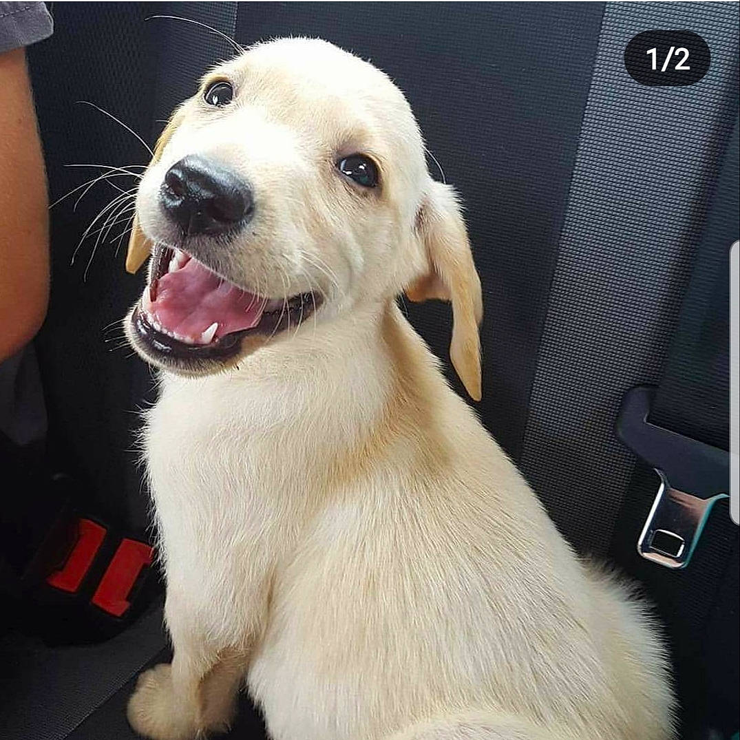 Sunny is registered to the contest to win money with this photo: canidae, carnivore, companion_dog, dog, dog_breed, fawn, golden_retriever, labrador_retriever, mammal, nose, puppy, puppy_love, rare_breed_dog, retriever, snout, sporting_group, tail, vertebrate