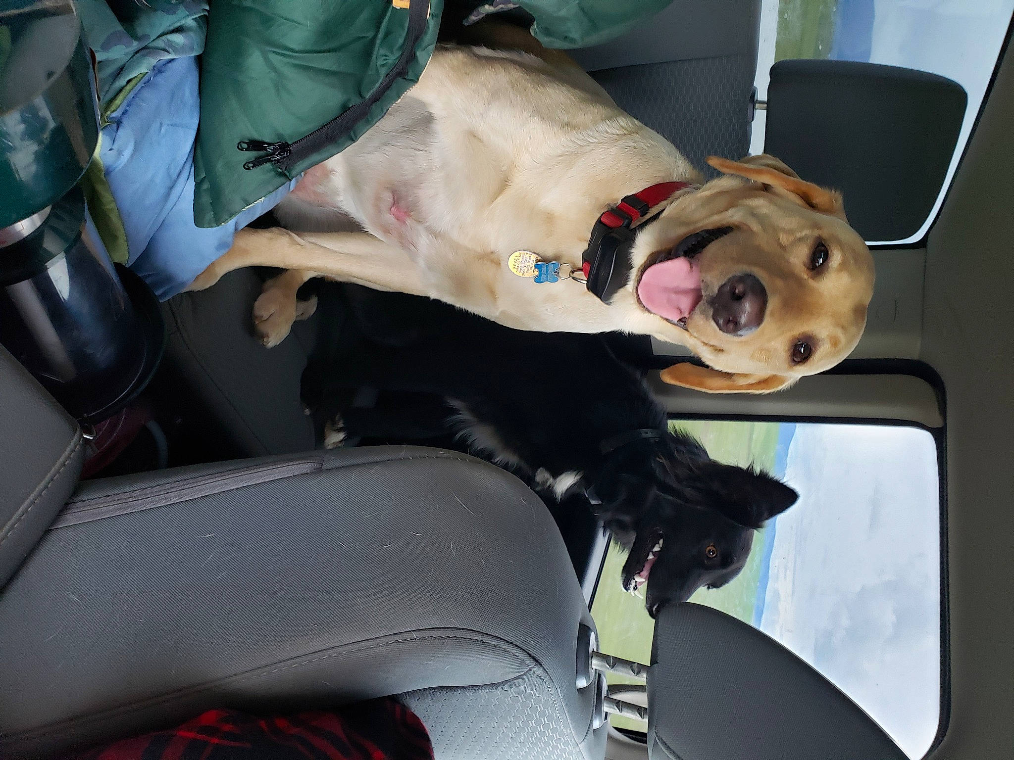 Sunny joined the competition — help win amazing prizes! canidae, car_seat, carnivore, dog, dog_breed, fawn, non_sporting_group, seat_belt, snout, sporting_group