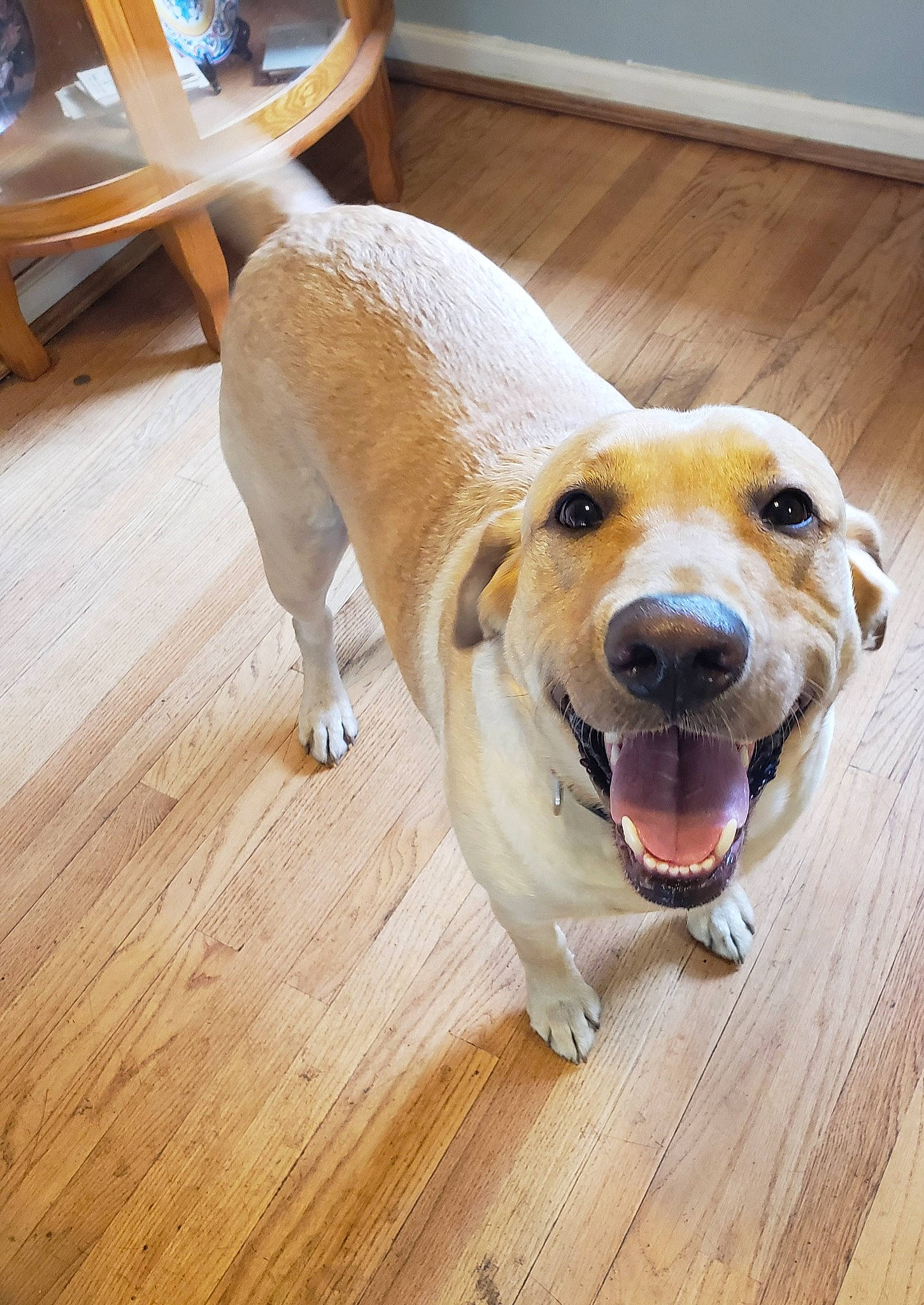 Sunny joined the competition — help win amazing prizes! canidae, cardigan_welsh_corgi, carnivore, companion_dog, dog, dog_breed, fawn, floor, flooring, hardwood, mammal, paw, pembroke_welsh_corgi, snout, sporting_group, welsh_corgi, whiskers, wood, wood_flooring