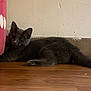 Smokey is registered to the contest to win money with this photo: cat, kitten, gray_fur, animal, pet, floor, wooden_floor, indoor, curious, lying_down, feline, young_cat, ears, tail, whiskers, domestic_animal, cute, resting, wall, pink_object