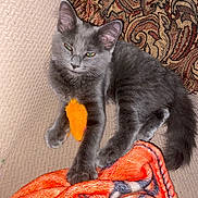 Smokey is registered to the contest to win money with this photo: kitten, cat, gray_cat, toy, orange_toy, blanket, orange_blanket, couch, decorative_pillow, furniture, pet, indoor, relaxed, cute, furry, animal, small_cat, resting, domestic_cat, cozy