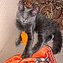 kitten, cat, gray_cat, toy, orange_toy, blanket, orange_blanket, couch, decorative_pillow, furniture, pet, indoor, relaxed, cute, furry, animal, small_cat, resting, domestic_cat, cozy
