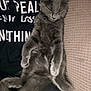 Smokey joined the competition — help win amazing prizes! cat, gray_cat, sleeping, relaxed, feline, pet, animal, couch, texture, fur, whiskers, paw, tail, indoor, resting, person, clothing, black_shirt, text, close_up