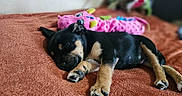 Maya a rejoint le concours — aidez-le/la à gagner de superbes lots ! adorable, animal, brown_blanket, closeup, cozy, cute, dog, fur, indoor, nap, peaceful, pet, pink_dragon, plush_toy, puppy, resting, sleeping, soft_texture, toy, young_dog