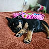 adorable, animal, brown_blanket, closeup, cozy, cute, dog, fur, indoor, nap, peaceful, pet, pink_dragon, plush_toy, puppy, resting, sleeping, soft_texture, toy, young_dog