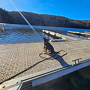 Maya participe au concours pour gagner de l'argent avec cette photo : animal, blue_sky, calm, contrail, dock, dog, lake, leash, nature, outdoor, patterned_surface, peaceful, quiet, reflection, shadow, sky, sunlight, sunny, trees, water