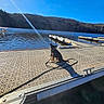 animal, blue_sky, calm, contrail, dock, dog, lake, leash, nature, outdoor, patterned_surface, peaceful, quiet, reflection, shadow, sky, sunlight, sunny, trees, water