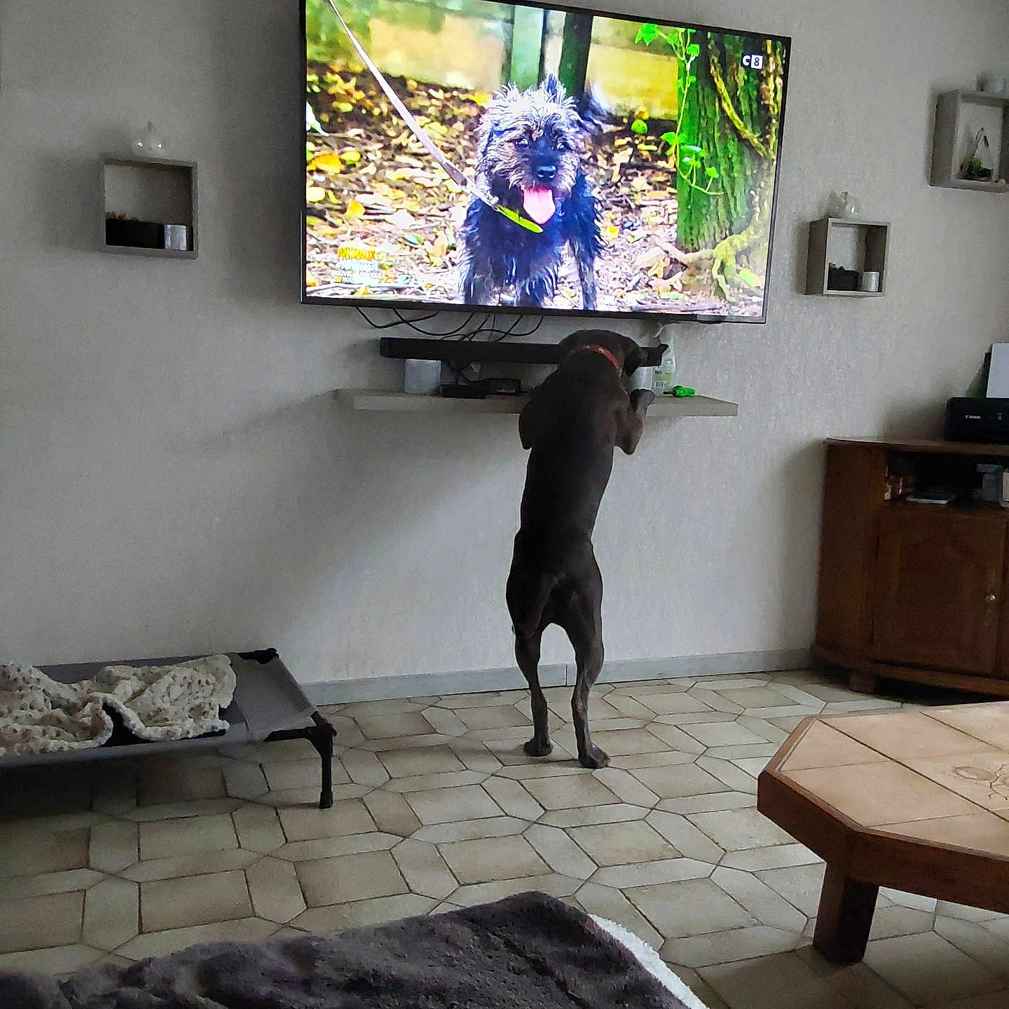 Taïga participe au concours pour gagner de l'argent avec cette photo : animal, architecture, building, canine, computerhardware, couch, desk, dog, electronics, furniture, hardware, indoors, interiordesign, livingroom, monitor, pet, room, screen, table, tv