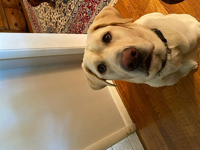 Charlie joined the competition — help win amazing prizes! beagador, canidae, carnivore, companion_dog, dog, dog_breed, floor, flooring, fur, hardwood, labrador_retriever, nose, puppy, puppy_love, retriever, snout, sporting_group, wood