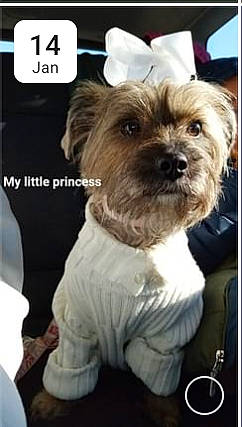 Gummy joined the competition — help win amazing prizes! biewer_terrier, canidae, carnivore, companion_dog, dog, dog_breed, dog_clothes, dog_supply, font, fur, liver, maltepoo, pet_supply, photo_caption, screenshot, small_terrier, sporting_group, terrier, toy_dog, working_animal