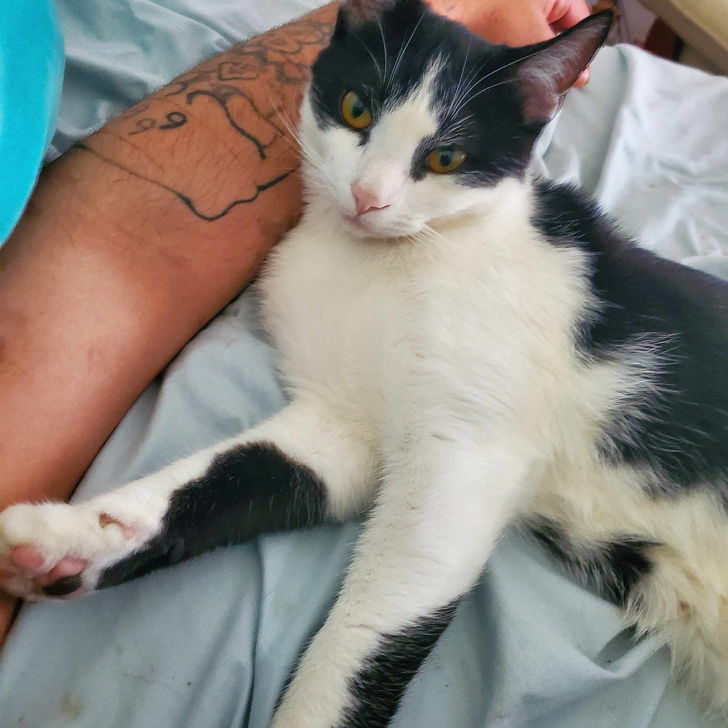 Bandit joined the competition — help win amazing prizes! animal, arm, bed, bedding, black_and_white, cat, close_up, curious, domestic_cat, feline, fur, human, indoor, paw, pet, relaxed, resting, tattoo, whiskers, yellow_eyes