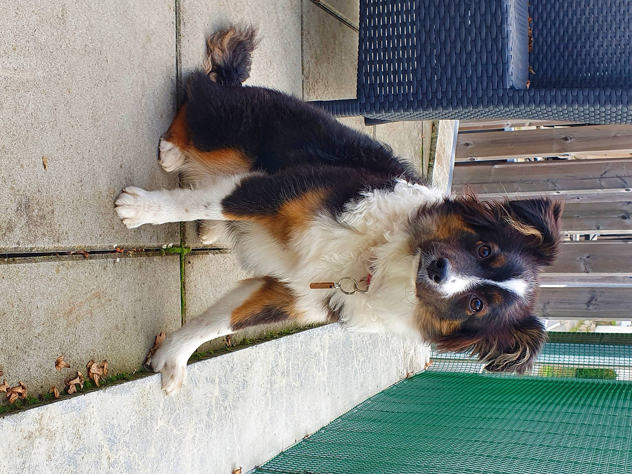 Soya participe au concours pour gagner de l'argent avec cette photo : canidae, carnivore, claw, companion_dog, dog, dog_breed, foot, fur, snout, sporting_group, tail, terrestrial_animal, toe, window, windshield, working_dog