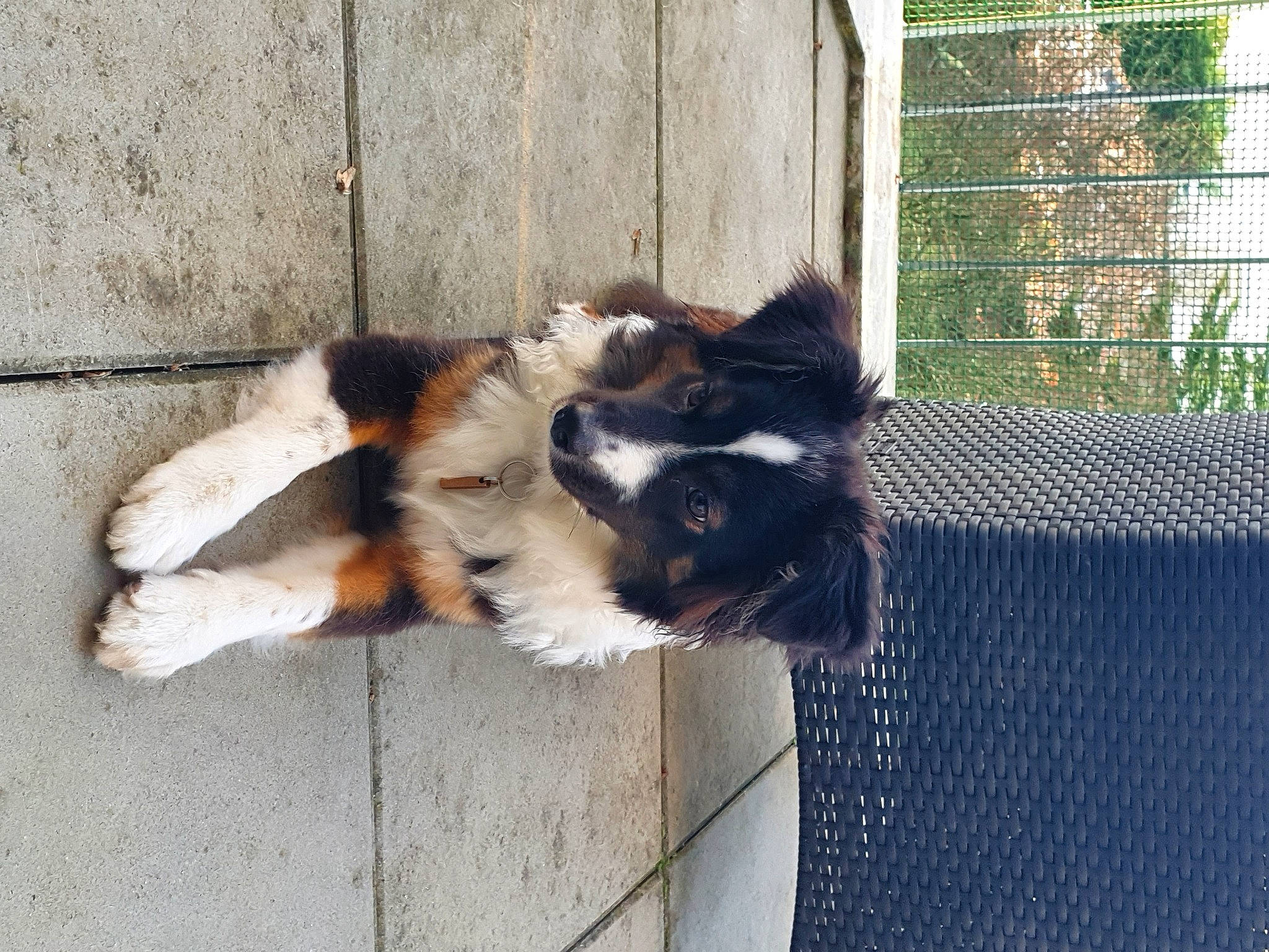 Soya participe au concours pour gagner de l'argent avec cette photo : animal_shelter, canidae, carnivore, cat, companion_dog, dog_breed, domestic_short_haired_cat, felidae, fur, herding_dog, mesh, paw, pet_supply, plant, small_to_medium_sized_cats, tail, terrestrial_animal, whiskers, window, wire_fencing