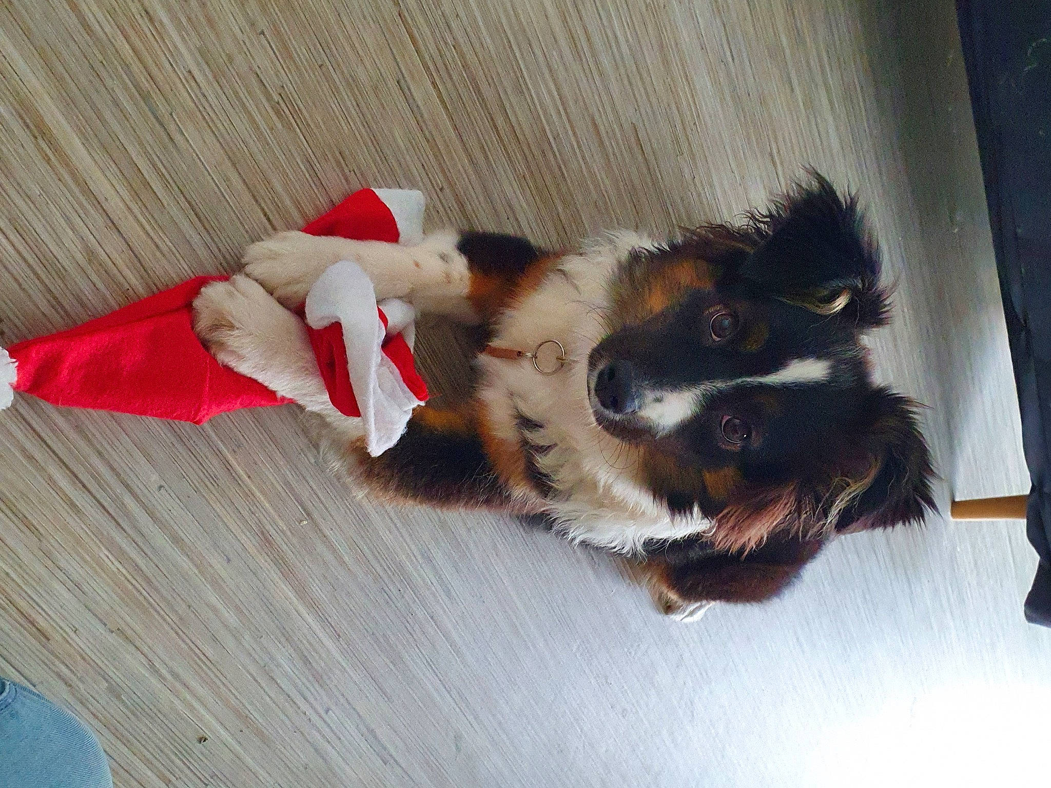 Soya participe au concours pour gagner de l'argent avec cette photo : canidae, carnivore, claw, companion_dog, dog, dog_breed, fawn, felidae, flooring, fur, hardwood, paw, shetland_sheepdog, small_to_medium_sized_cats, snout, sporting_group, tail, toy_dog, whiskers, wood