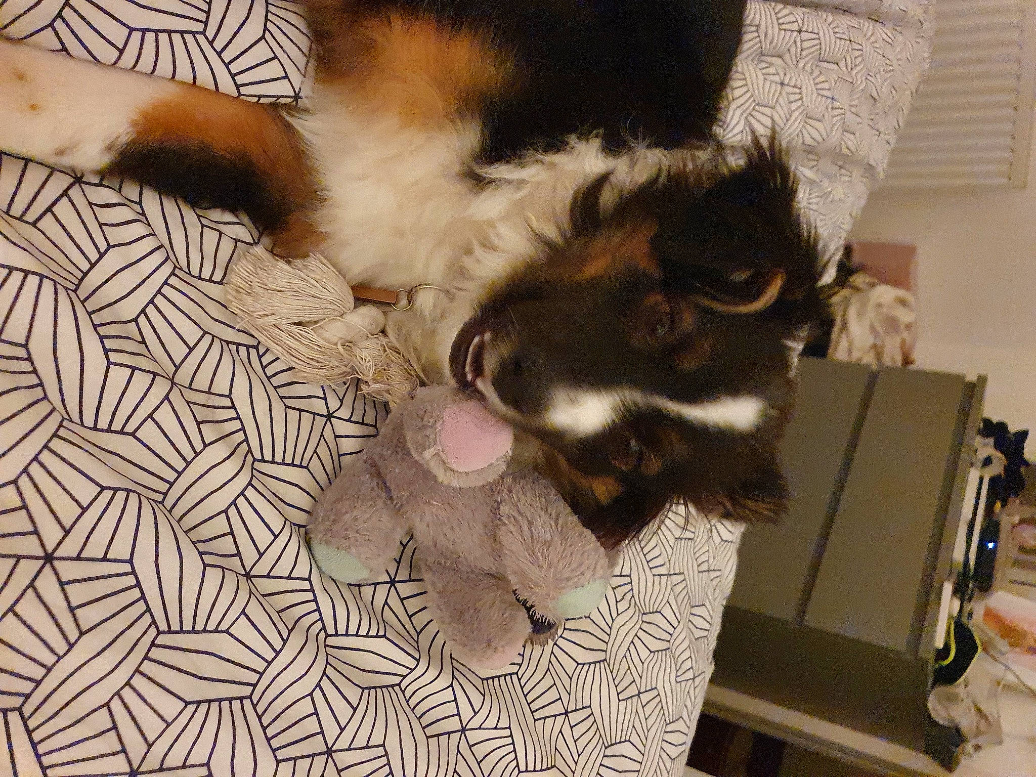 Soya participe au concours pour gagner de l'argent avec cette photo : carnivore, cat, claw, comfort, companion_dog, dog_breed, domestic_short_haired_cat, eyewear, fawn, felidae, flooring, fur, paw, room, small_to_medium_sized_cats, snout, sporting_group, tail, whiskers, wood