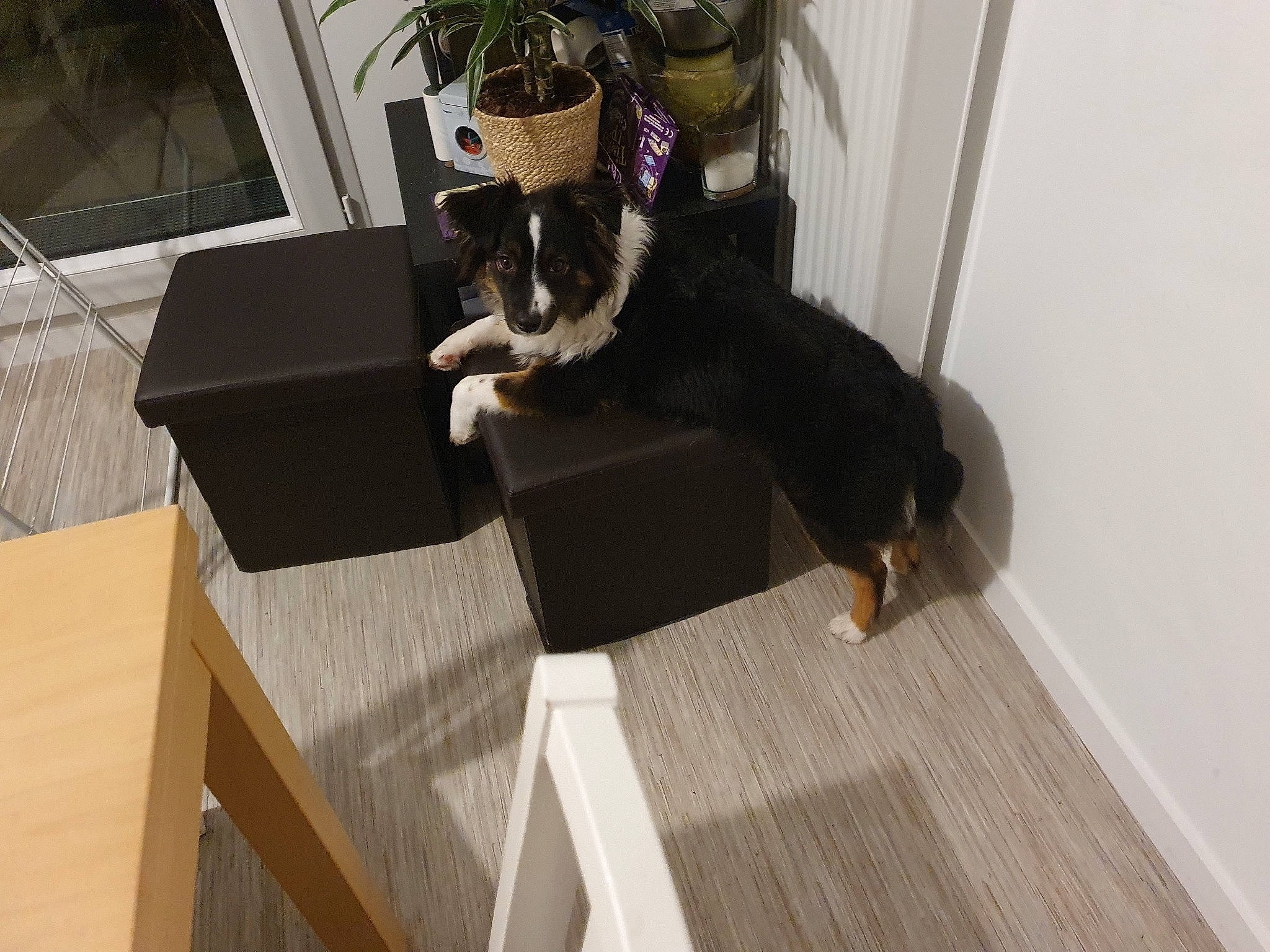 Soya participe au concours pour gagner de l'argent avec cette photo : carnivore, cat, comfort, companion_dog, couch, dog_breed, eyewear, felidae, floor, flooring, flowerpot, hardwood, laminate_flooring, plant, small_to_medium_sized_cats, table, tail, whiskers, wood, wood_flooring