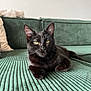 animal, blackcat, blanket, cat, couch, cushion, den, furniture, homedecor, indoors, kitten, manx, pet