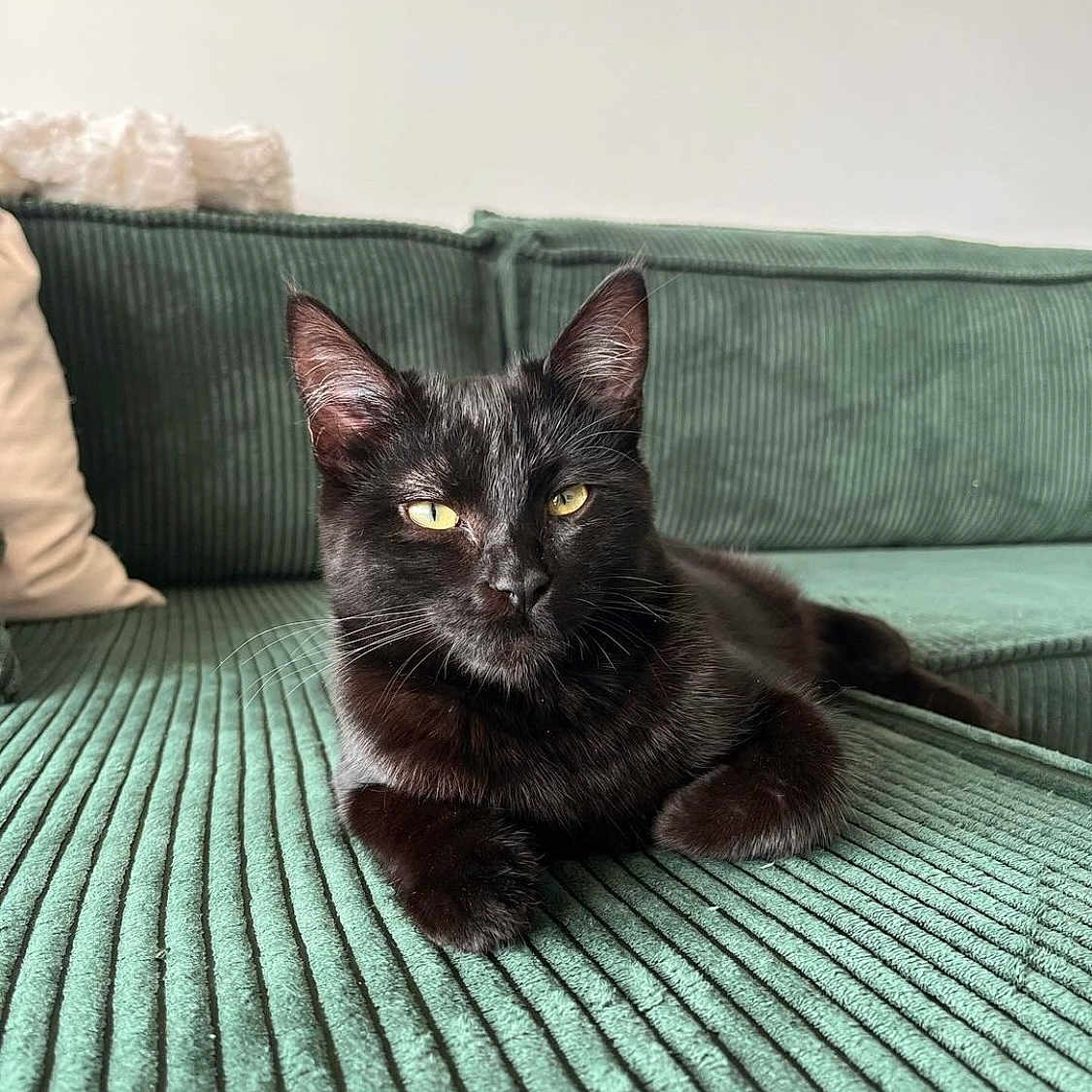 Alfy a rejoint le concours — aidez-le/la à gagner de superbes lots ! animal, blackcat, blanket, cat, couch, cushion, den, furniture, homedecor, indoors, kitten, manx, pet