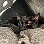 abyssinian, animal, armchair, blackcat, blanket, cat, chair, couch, cushion, egyptiancat, furniture, homedecor, kitten, manx, person, pet, quilt, sleeping