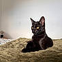 abyssinian, animal, bed, bedroom, blackcat, blanket, cat, furniture, indoors, kitten, manx, pet, quilt, room